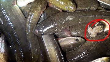 Cắm Câu Cá Lóc Bằng Mồi Nhái "CỰC NHẠY" - Trải Nghiệm Nấu Cơm, Kho Cá Ở Ngoài Đồng Lúc Nữa Đêm #285