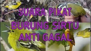 SUARA PIKAT BURUNG SIRTU ANTI GAGAL #SUARABURCIL #SUARAPIKATBURCIL #PIKATCIPOW @ekobirdchanel2561