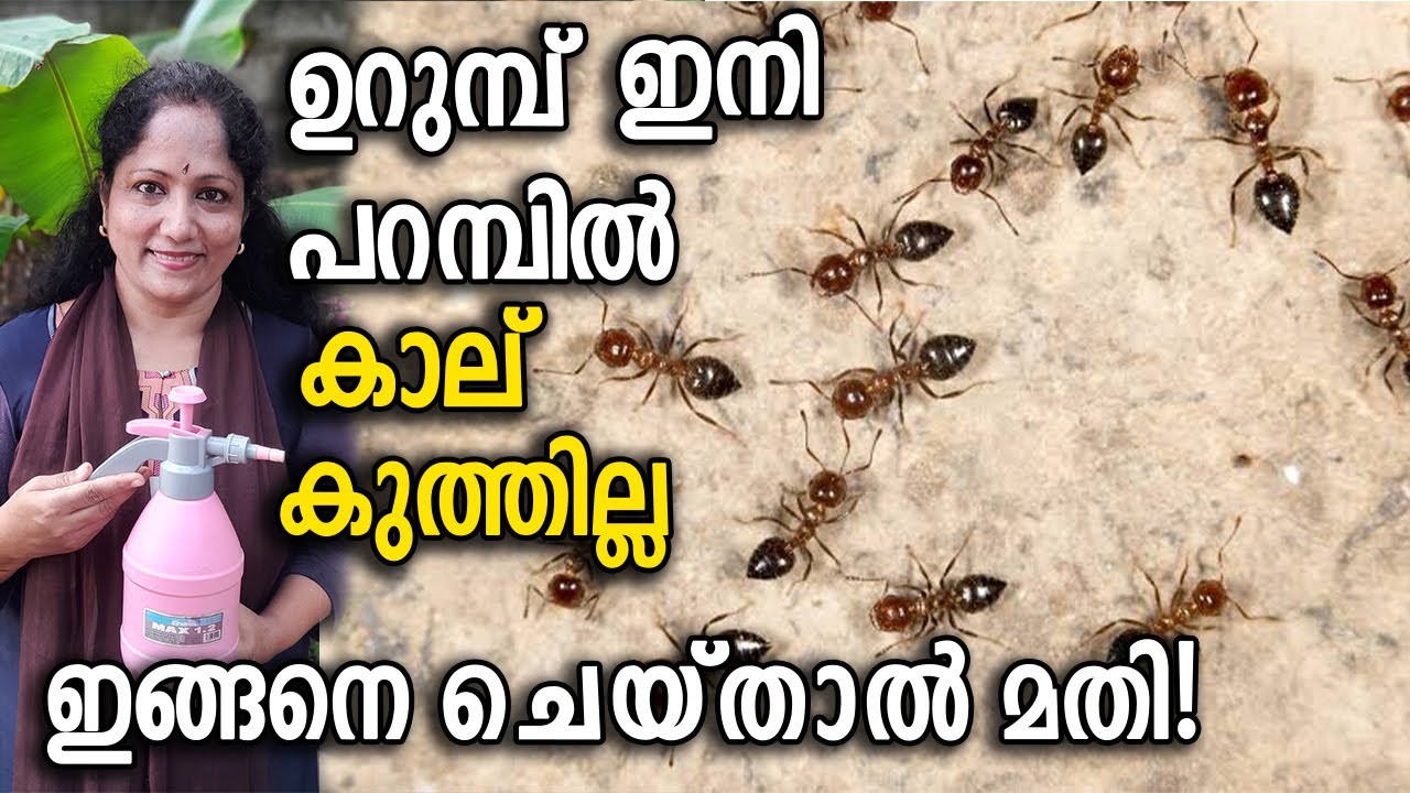 ഉറുമ്പ് ഇനി പറമ്പിൽ കാല് കുത്തില്ല ഇങ്ങനെ ചെയ്താൽ മതി! | How to Get Rid ...