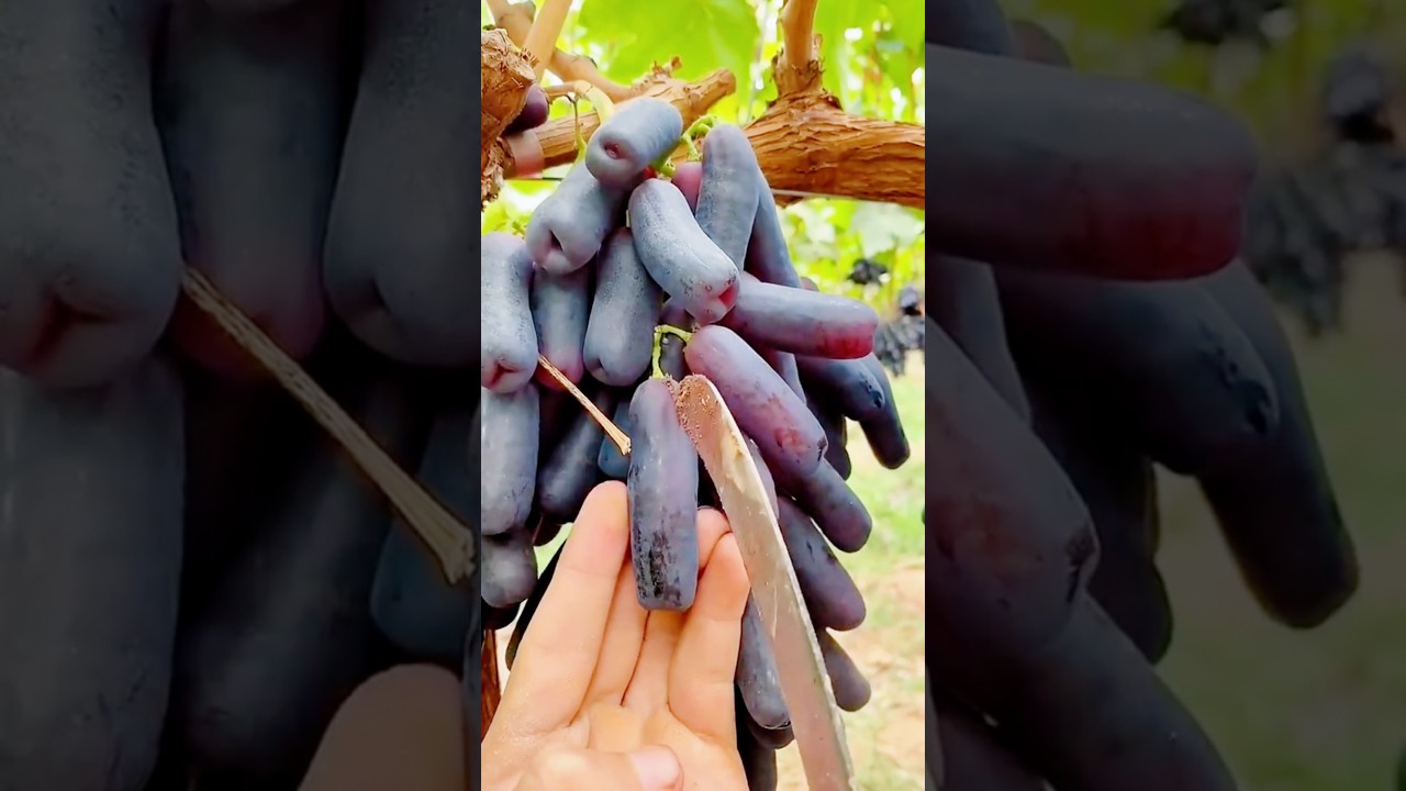 Rare Long Grapes Cutting ASMR – Viral Nature Video 