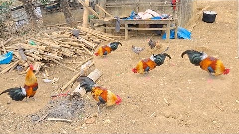 Gà rừng mồi  gáy cực hay và gà rừng f1.Qaib qus qua zoo