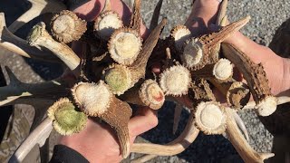2026 Shed Hunting- "The Willing" PA Public