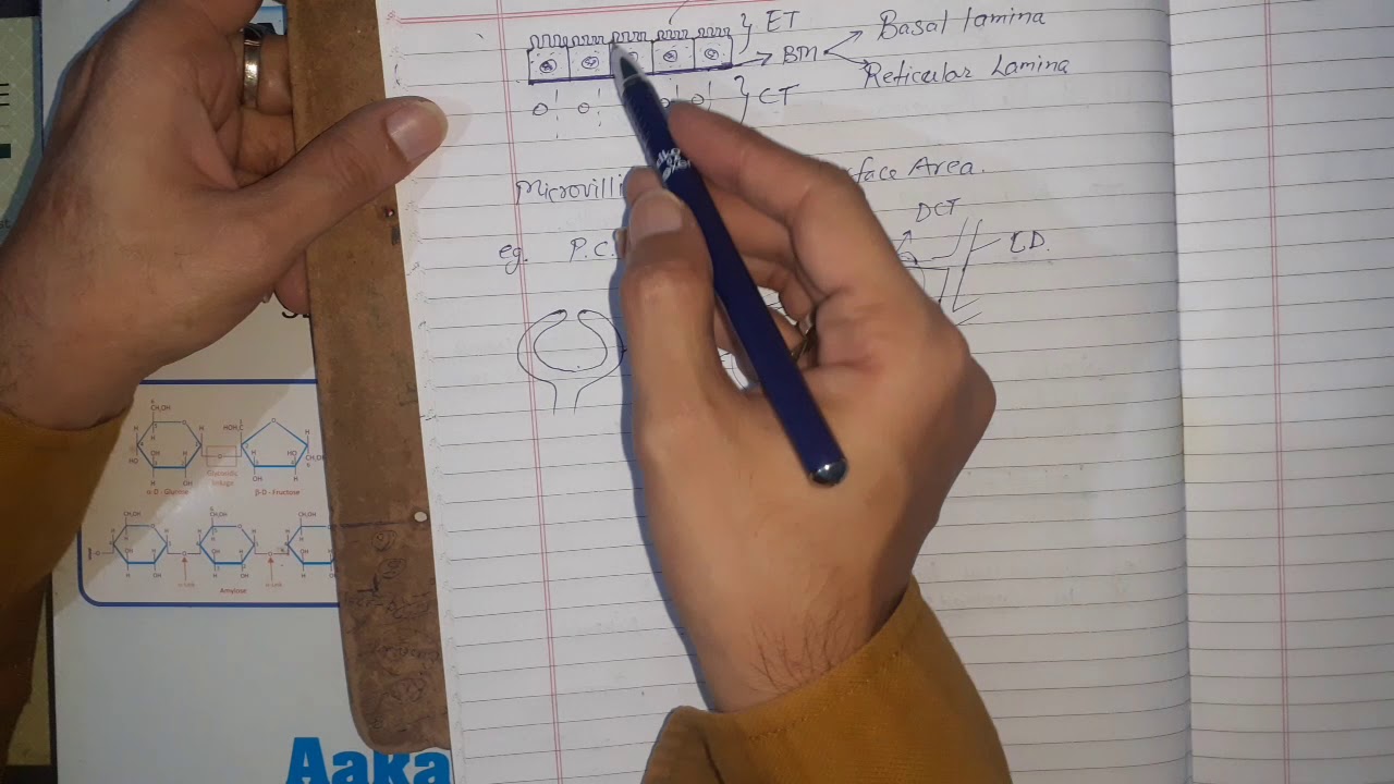 BrushBordered Simple Cuboidal EpitheliumEpithelial Tissue. YouTube