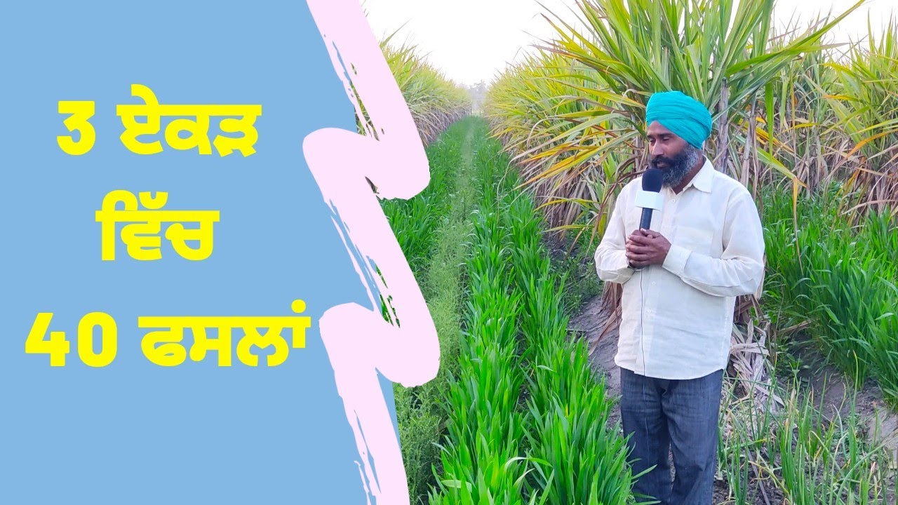 3 ਏਕੜ ਵਿੱਚ 40 ਫਸਲਾਂ । organic farming in Punjab  @KISAANTV