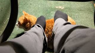 Im Giving The Cat A Foot Mage. What Will He Do?