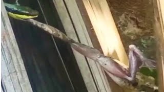 DENGARKAN SUARA KODOK MENJERIT DI TERKAM ULAR