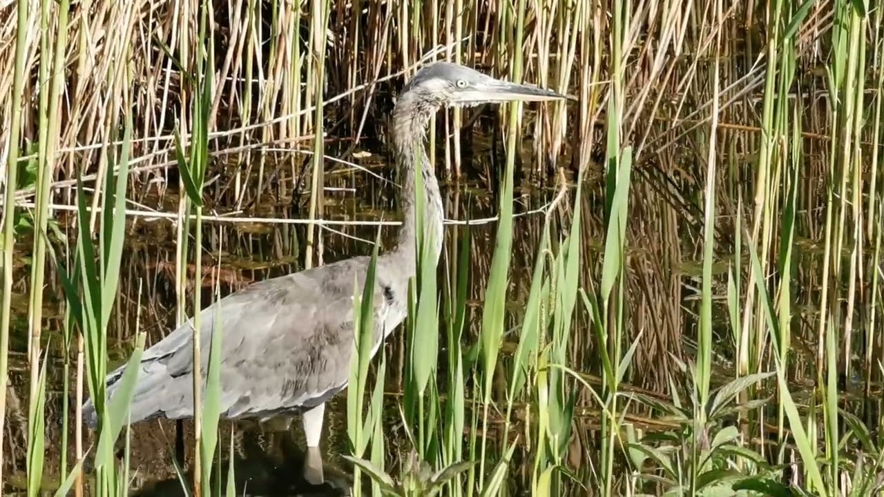 beautiful Grey Heron. 