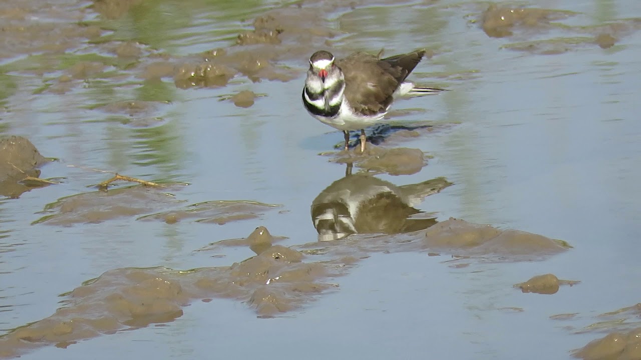 Three-banded Plover preening 