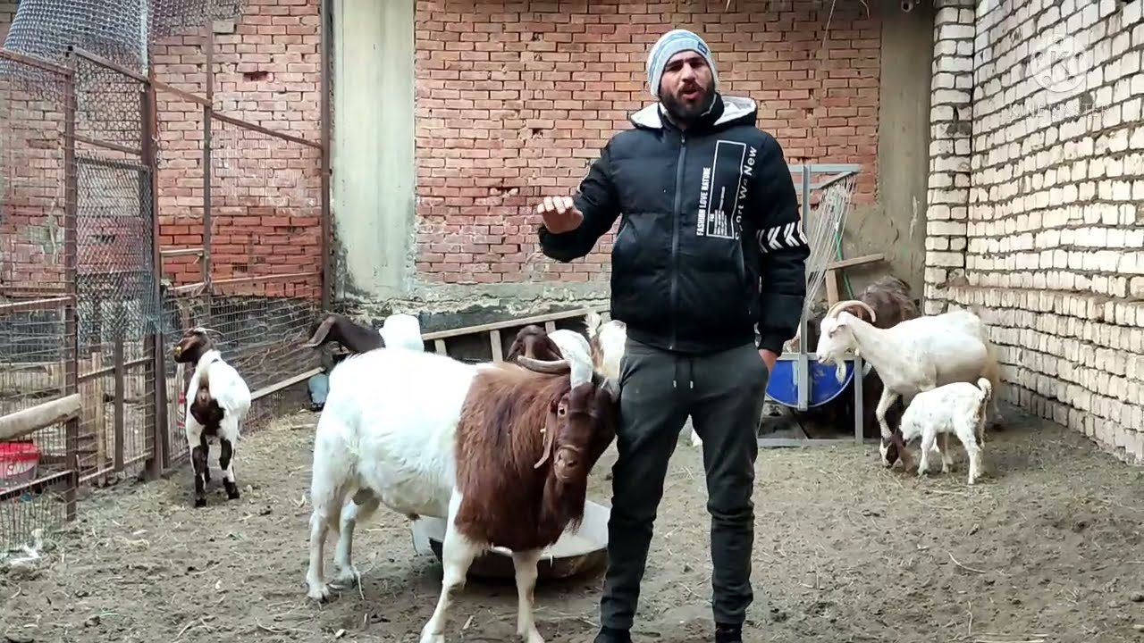 الماعز البور الاصلي القضاء على البراغيث