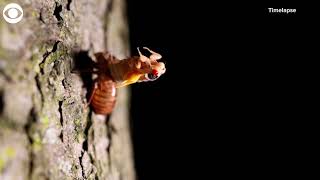 Timelapse video shows cicada shedding exoskeleton