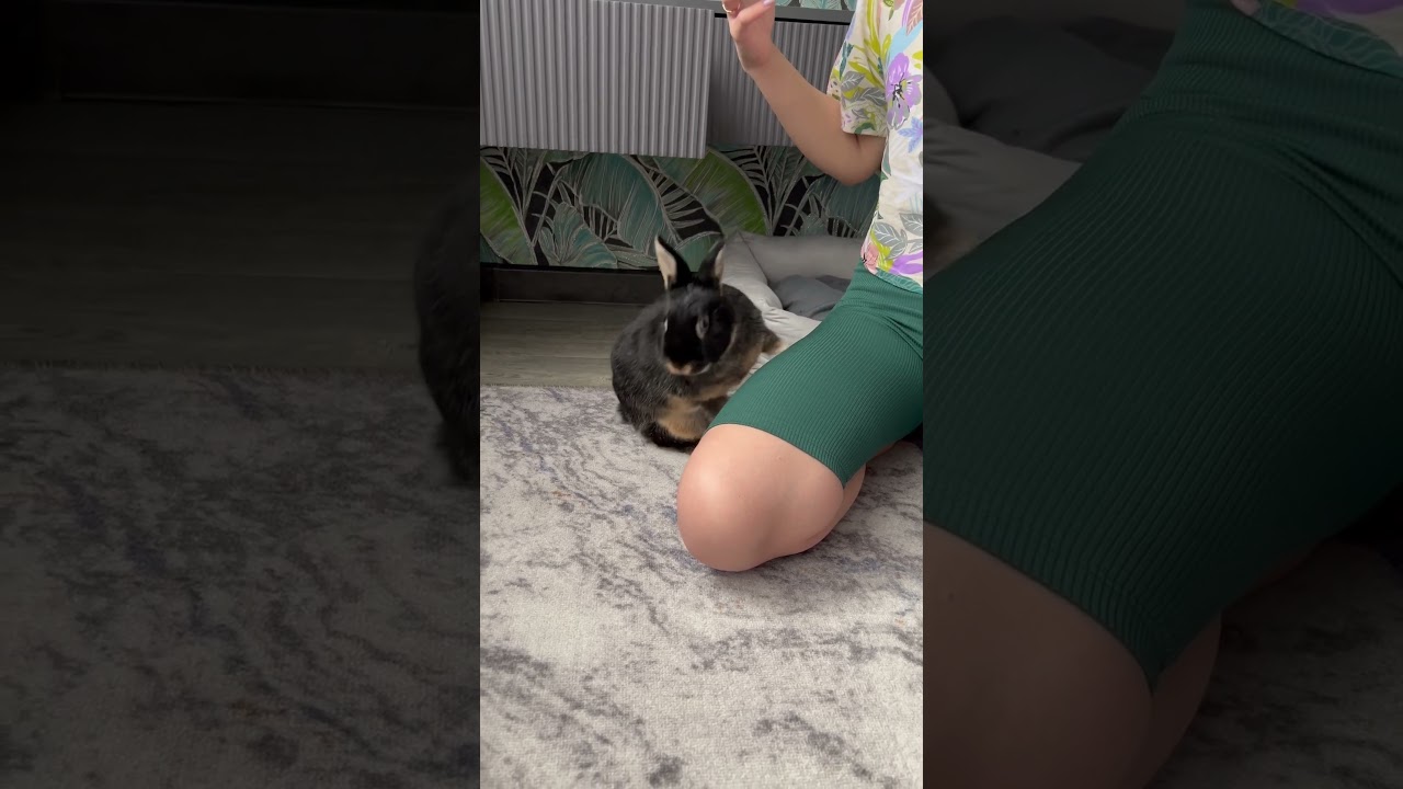 Дрессированный кролик копает чтобы получить вкусняшку🐰🥕 