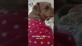 #pets #carinho#da# vovó #bom #😍❣️😻😄