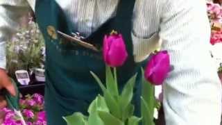 チューリップの育て方 日常管理 花後の管理 来年も咲かせるために Youtube