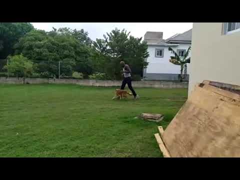Exercising A Lazy Dog, #fitness