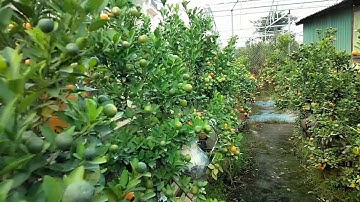 Vườn quất Dương Sáu Tứ Liên   Ngõ 200 đường Âu Cơ   Đi thẳng, vườn đầu tiên bên tay trái