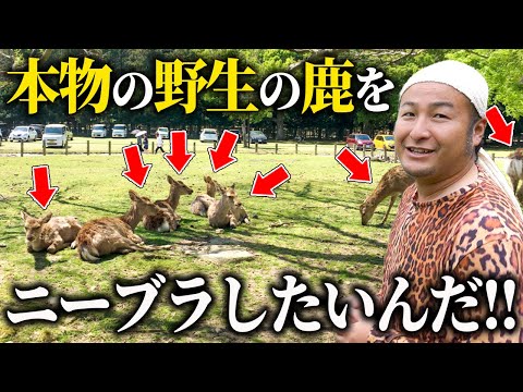 【※サムネ詐欺です】バンビーノ藤田を本物の鹿にしてみた【バンビーノ】