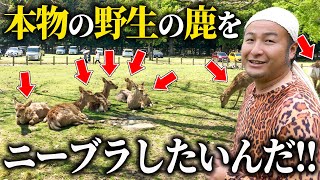 【※サムネ詐欺です】バンビーノ藤田を本物の鹿にしてみた【バンビーノ】