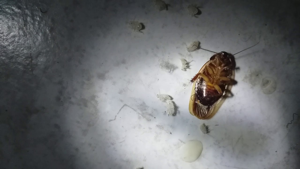 Insect Giving Birth or Not??? YouTube