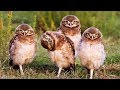 Top Funny Owls And Cutest Owl Videos Compilation 2018 [BEST OF]