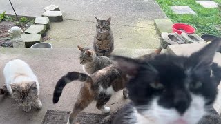 Hungry Cats in the Morning by Tony Katz 214 views 3 days ago 1 minute, 18 seconds