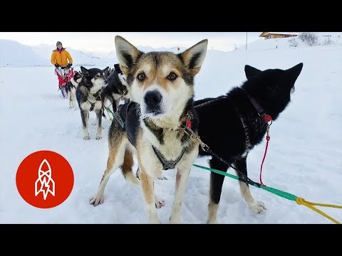 From Fashion Model to Sled Dog Musher - From Fashion Model to Sled Dog Musher