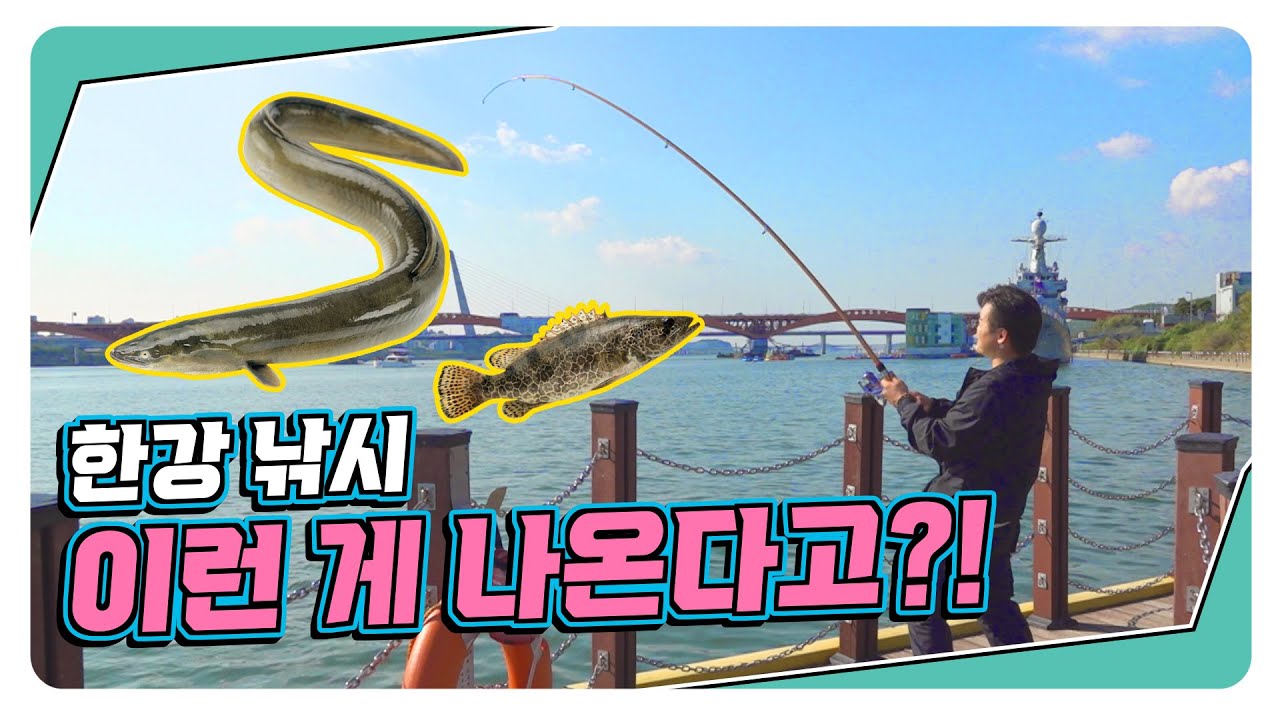 한강에 장어랑 쏘가리 잡히는 거 알아유? #도시어부 #한강 #낚시 #장어