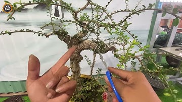 cách cắt tỉa cho cây cảnh cơ bản cho những anh em mới tập chơi cây cảnh