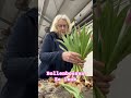 Bollenbossen uit Egmond #tulpen #ellenliefting