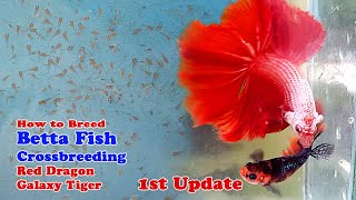 How To Breed Betta Fish | Crossbreeding Red Dragon x Galaxy Tiger (Part 2)