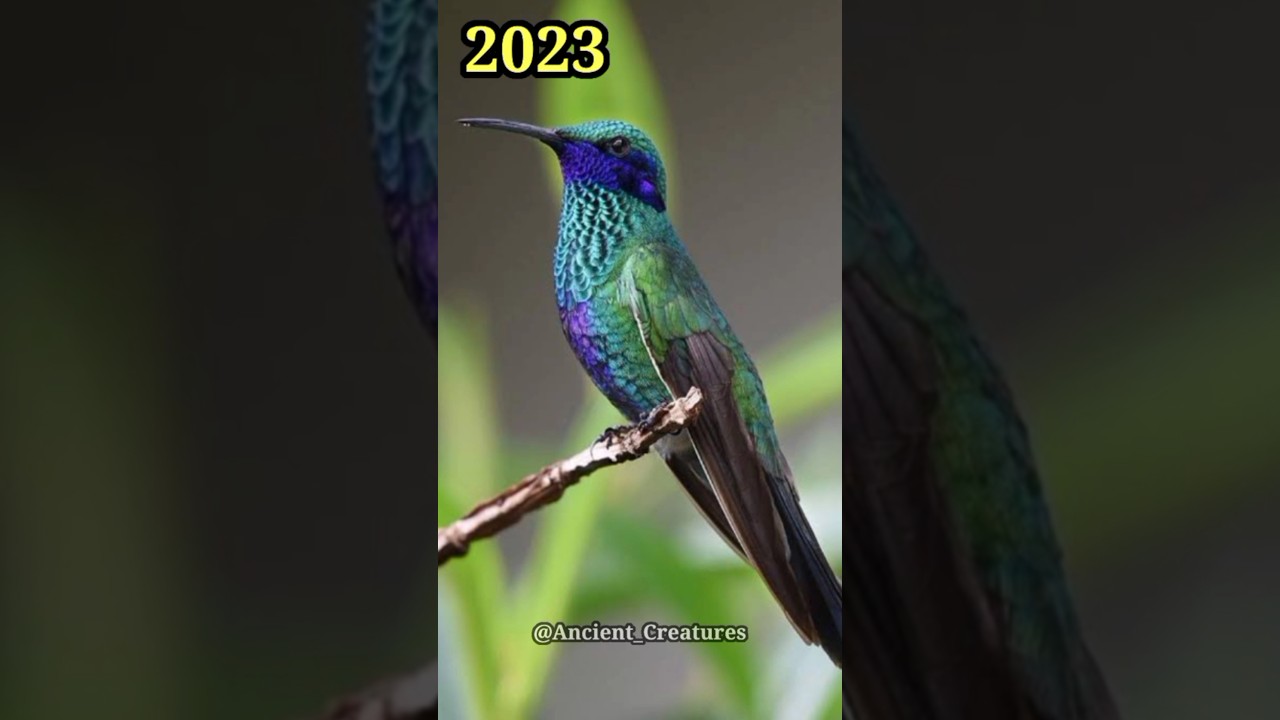 2023 Sparkling Violetear and 5000 Bce Sparkling Violetear || Ancient Creatures 