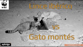 Lince ibérico vs gato montés. Iberian lynx vs wildcat. Territorio Lince #linceiberico #gatomontes