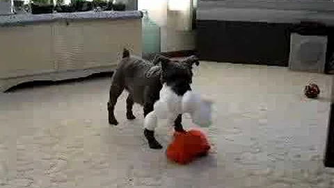 Gabby going nuts over her new toy