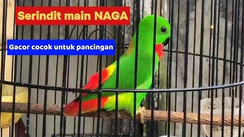 Serindit gacor main naga,serindit main singa