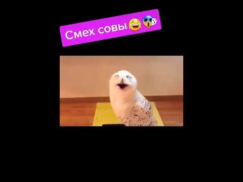 Смешные видео приколы