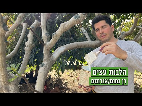 וִידֵאוֹ: באילו עצים יש קונוסים סרוטינים?