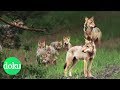 Wölfe - Schützen oder schießen? | WDR Doku