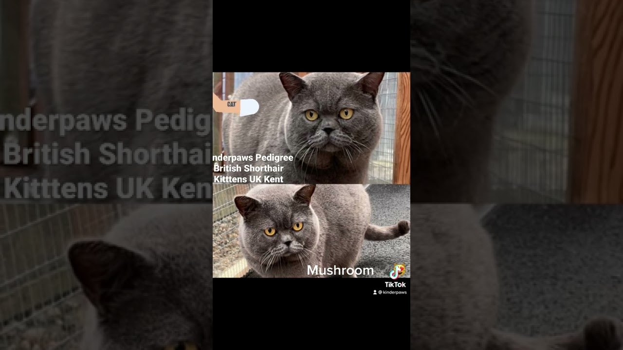 Kinderpaws Pedigree British Shorthair Kittens follow us on Instagram tick-tock and Facebook 🐾😻