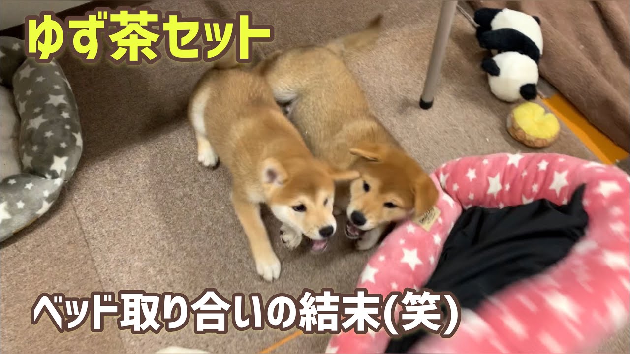 ⭐ゆずちゃん様オーダー(柴犬3段)＋2点♥️DIY♥️--167・173・176 02-5.jpg