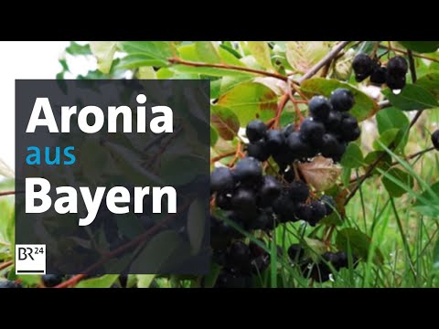Video: Aronia Berry Information - Tipps zum Anbau von Nero Aronia Beeren im Garten