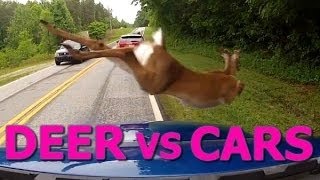 Deer vs Cars || Ultimate Dash Cam Fails Compilation