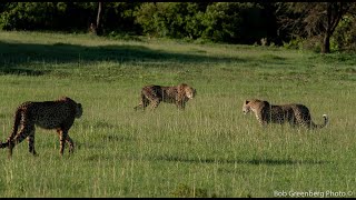 Female leopard vs 2 cheetahs