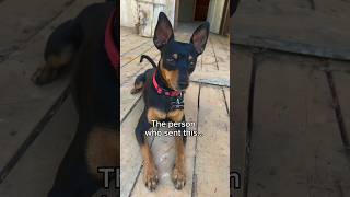 You’re awesome#miniaturepinscher #dogshorts #minpin #funnydogsvideos #funnydogs #doglover #cutedog