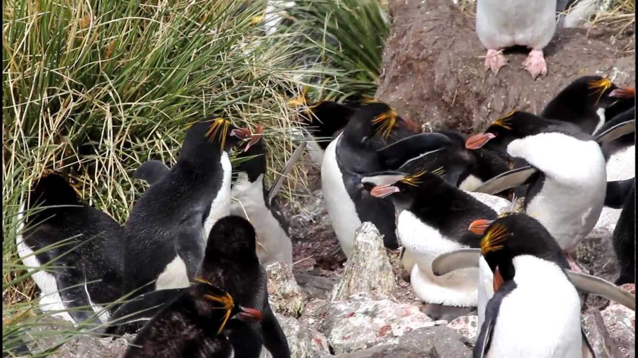 Macaroni penguin ecstatic display - YouTube
