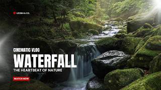 JUNGLE FOREST ENCHANTED BACKGROUND LOOP