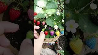 Rainbow strawberry 🍓💜💙🤍#fypシ #rainbow #strawberry #strawberries #videoai