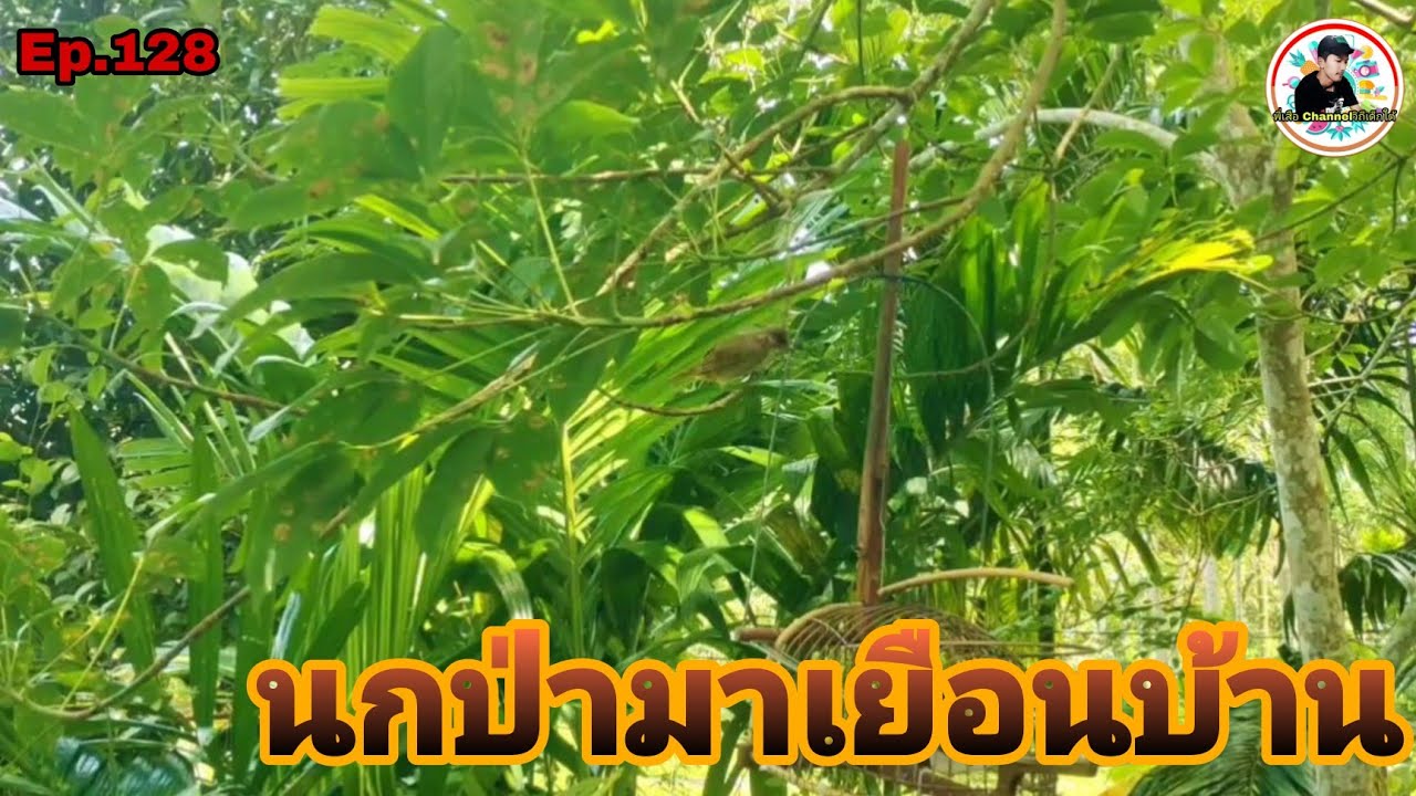 เสียงนกดอกแตงEp.128นกต่อเจ้าตัวเล็กสับเพลงร้องริกใส่นกป่ามาถึงบ้าน(Stripe-throated Bulbul)