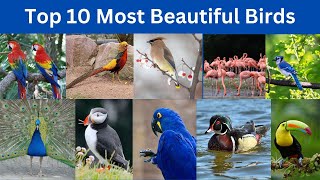 Top 10 most beautiful birds in the world by TOP 10 284 views 10 months ago 8 minutes, 46 seconds