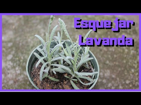 Vídeo: Transplantar lavanda: quan dividir i trasplantar plantes d'espígol