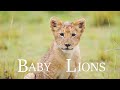 Baby lions  4k enjoying nature  fighting
