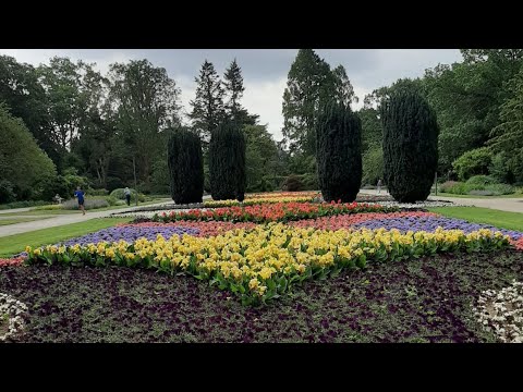 فيديو: فيولا (57 صورة): زراعة ونمو الزهور السنوية والمعمرة ، ورعاية حديقة البنفسج ، وأنواع مختلفة من نبات الفيولا المستنقع والذرة